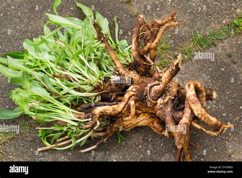 bouncing bet plant|Soapwort (Bouncing Bet) .